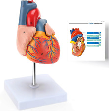 Anatomical human heart for sale  CANNOCK