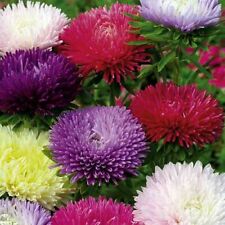 Suttons seeds aster for sale  Ireland