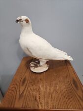 J141 white pigeon for sale  Hinton