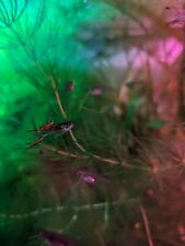 20x endler guppies for sale  BARGOED