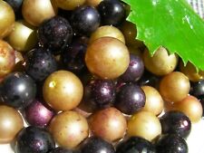 Organic grape vines for sale  King George