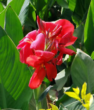 Flower tube canna for sale  Shipping to Ireland
