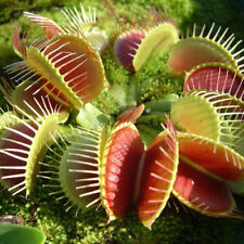 Venus fly trap for sale  UK