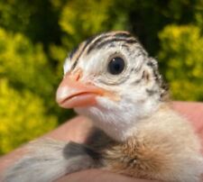 Guinea fowl hatching for sale  MAIDSTONE