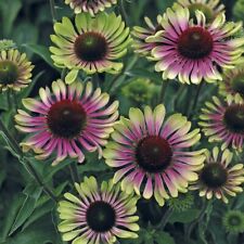 Echinacea purpurea green gebraucht kaufen  Goch