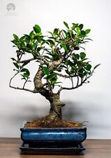 Baum keramik blumentopf gebraucht kaufen  Fuchsmühl