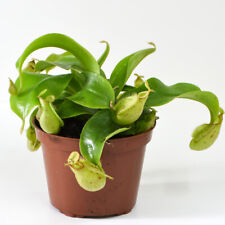 fly catcher plant for sale  IPSWICH