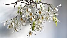Dendrobium jairak chaste for sale  Miami