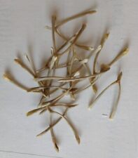 Real wishbones for sale  LONDON
