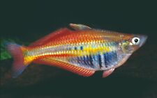 Papua rainbow fish for sale  HAYWARDS HEATH