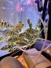 Giraffe cichlid live for sale  Mankato