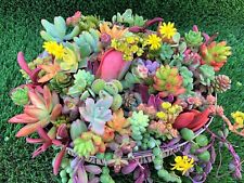 Unrooted colorful succulent for sale  Daly City