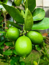 Key lime citrus for sale  Canton