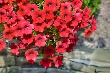 Surfinia petunia deep for sale  DUDLEY