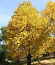 Ginkgo trees tall for sale  Mcminnville