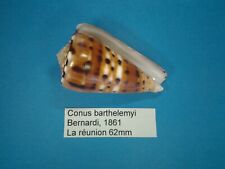 Conus barthelemyi coquillage d'occasion  Conty