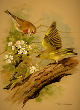 Greenfinch linnet 1960 for sale  COLNE