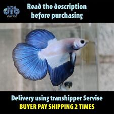 Betta fish live for sale  Shipping to Ireland