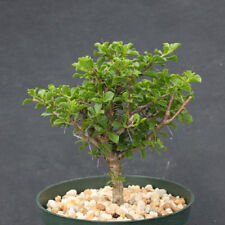 Pereskia portulacifolia specim for sale  Miami