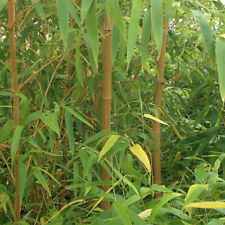 Yellow bamboo plants for sale  PETERBOROUGH