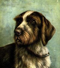 Cartão postal retrato de um cachorro ponteiro alemão bonito adorável antigo c1910 #29 comprar usado  Enviando para Brazil