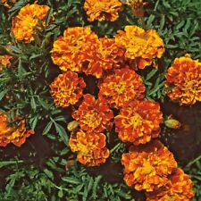 French marigold brocade for sale  LEICESTER