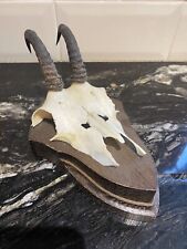 Chamois part skull for sale  GRIMSBY