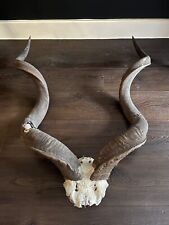 Taxidermy kudu large for sale  LONDON