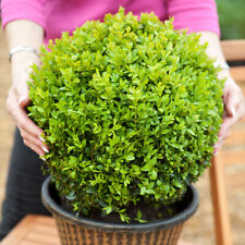 Pair box buxus for sale  PETERBOROUGH