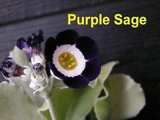 sage plant for sale  RIPLEY