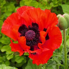 Staude türkischer mohn gebraucht kaufen  Eichstätt