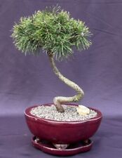 Twisty mugo pine for sale  Patchogue