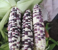 Corn purple white for sale  Lindenhurst