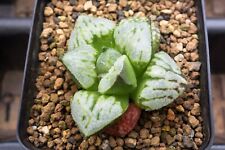 Succulent - Haworthia 'Kyo-no-koi' for sale  Shipping to South Africa