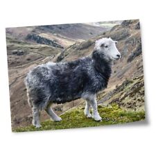 8x10 prints herdwick for sale  SELBY