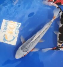 Imported live koi for sale  Boonton