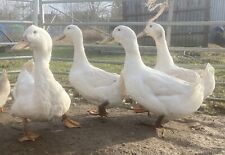 True aylesbury duck for sale  CHINNOR