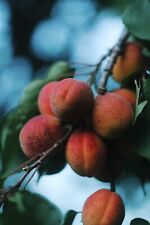 Apricot tree organic for sale  Riverside