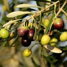 ancient olive trees for sale  Yucaipa