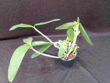 Cattleya porphyroglossa anja gebraucht kaufen  Deutschland