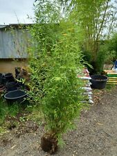 Phyllostachys aurea jumbo for sale  EGHAM