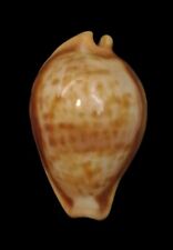 Shell cypraea surinamensis usato  Italia