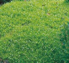 200 irish moss for sale  Shipping to Ireland