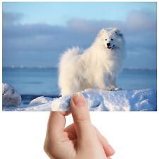 White samoyed dog for sale  SELBY