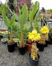 Hardy Banana Musella Lasiocarpa pianta giovane GOLDEN Lotus pianta perenne Banana usato  Spedire a Italy