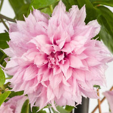 Clematis multi pink for sale  UK