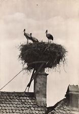 Alsace nid cigogne d'occasion  France
