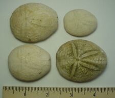 Eupatagus antillarum echinoids for sale  Clermont