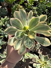 Well rooted aeonium for sale  Garden Grove