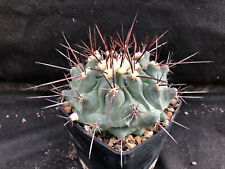 thelocactus usato thelocactus usato Massafra